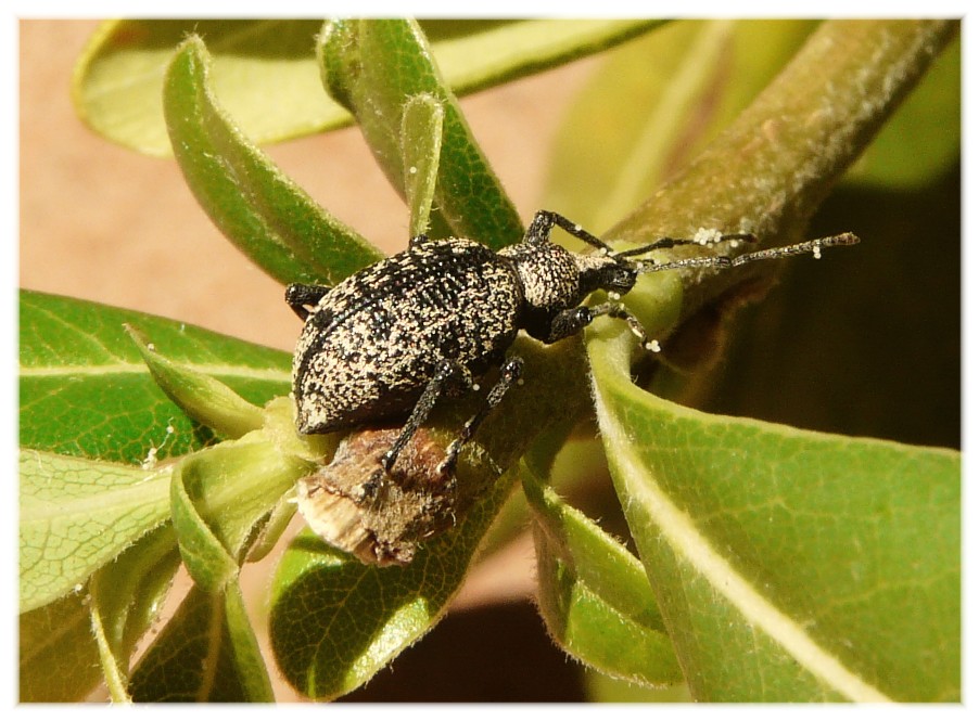 Curculionidae: Otiorhynchus (Nehrodistus) corruptor